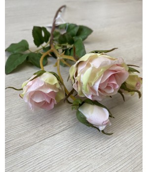 Гілка троянди пионовидної маленькоі Гала пудрова