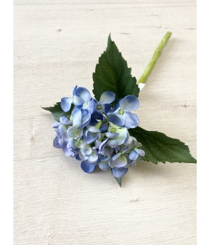 Квітка Гортензія  блакитна